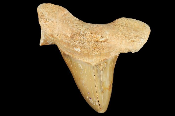Fossil Shark Tooth (Otodus) - Morocco #103270